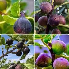 mixed fig fruit for planting varied Fruit Seeds
