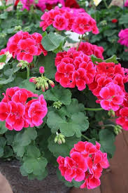 Pink Pelargonium Flower Seeds Planting Non-GMO Organic Garden Seedsl - Heirloom Non GMO Premium Garden Seeds for Plantin
