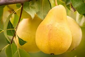 yellow bartlett pear fruit for planting unique and sweet heirloom non gmo Fruit seeds