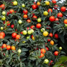 jerusalem cherry fruit for planting unique landscaping heirloom non gmo Fruit seeds