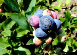 rabbiteye blueberries fruit for planting and growing delicious berries at your home garden Fruit seeds