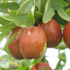 redlands jujube fruit for planting hardy Fruit Seeds