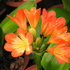 Orange Green Clivia Flower Seeds