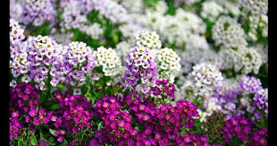 Mixed Alyssum Flower Seeds Rare Blooming Plants - Heirloom Non GMO High Germination Organic Garden Seeds for