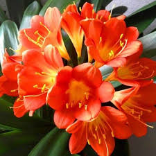 Red Clivia Flower Seeds