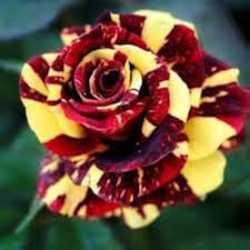 Yellow Marron Rose Flower Seeds Premium Floral Seeds Decorative Outdoor Landscapes Seeds for Planting Heirloom Non-GMO