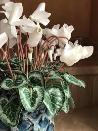 White Cyclamen Flower Seeds Rare Blooming Plants Balcony and Patio Gardening Colorful Seeds for Planting Heirloom Non GMO High Germination Organic Garden Seeds