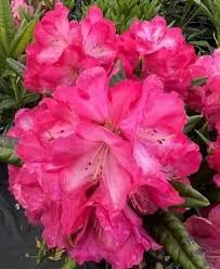 Pink Rhododendron Flower Seeds Heirloom - Heirloom Non GMO Premium Garden Seeds for Planting, High Germination Outdoor P