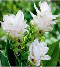 White Curcuma Flower Seeds - Heirloom Non GMO High Germination Flower Seeds for Planting