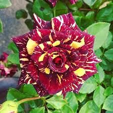 Yellow Marron Rose Flower Seeds