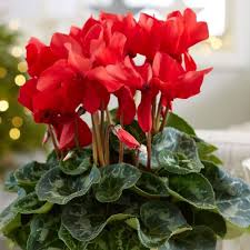 Red Cyclamen Flower Seeds Easy Grow Blossoms Home Garden Decoration Colorful Landscape Seeds for Planting Heirloom Non GMO High Germination Organic Garden Seeds