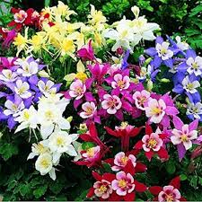 Purple White Aquilegia Flower Fresh Planting Columbine Blooms Flower Seeds Home Garden Seeds for Planting Non-GMO High