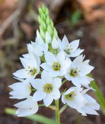 ORNITHOGALUM FLOWER SEEDS HEIRLOOM NON-GMO HIGH GERMINATION ORGANIC GARDEN SEEDS FOR PLANTING Seeds - Heirloom Non GMO H