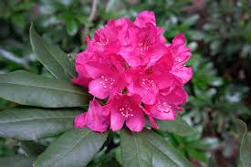 Pink Rhododendron Flower Seeds
