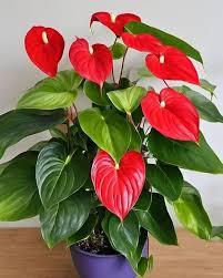 Red Blooming Anthurium Flower Flower Seeds - Heirloom Non GMO High Germination Organic Garden Planting Seeds