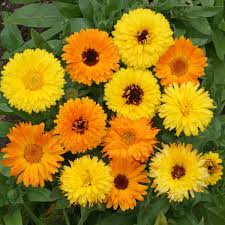 Mixed Calendula Flower Seeds