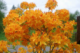 Yellow Light Rhododendron Flower Seeds Premium Floral Seeds for Decorative Home - Heirloom Non GMO Premium Garden Seeds
