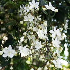 White Clerodendrum Flower Seeds Exotic Flowering Plants for Vibrant Backyard Beauty Seeds for Planting Heirloom Non GMO