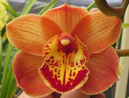Orange Cymbidium Flower Seeds for Planting Heirloom Non-GMO High Germination Organic Garden Seeds Colorful Blooms -