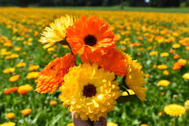 Mixed Calendula Flower Seeds – Rare Blooming Plants Balcony and Patio Gardening Seeds for Planting Heirloom Non-GMO