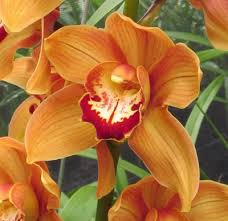 Orange Cymbidium Flower Seeds for Planting Heirloom Non-GMO High Germination Organic Garden Seeds Colorful Blooms -