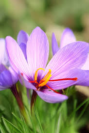 Pink Saffron Flower Seeds