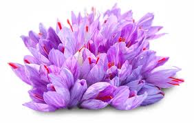 Pink Saffron Flower Seeds Heirloom - Heirloom Non GMO Premium Garden Seeds for Planting, High Germination Outdoor Plants