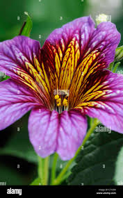 Pink Salpiglossis Flower Seeds Heirloom - Heirloom Non GMO Premium Garden Seeds for Planting, High Germination Outdoor P