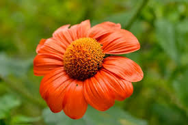 Orange Daisy Flower Seeds for Planting Heirloom Non-GMO High Germination Organic Garden Seeds Colorful Blooms -