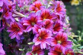 Pink Salpiglossis Flower Seeds Heirloom - Heirloom Non GMO Premium Garden Seeds for Planting, High Germination Outdoor P