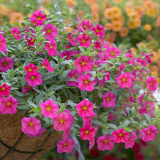 Pink Calibrachoa Flower Seeds