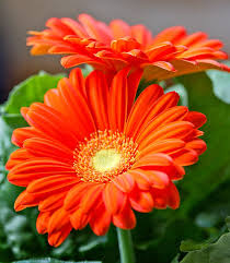 Orange Daisy Osteospermum Flower Seeds - Heirloom Non GMO High Germination Premium Flower Seeds for Home Garden