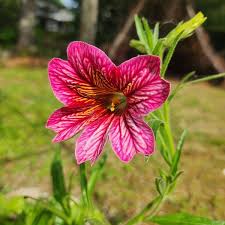 Pink Salpiglossis Flower Seeds Heirloom - Heirloom Non GMO Premium Garden Seeds for Planting, High Germination Outdoor P