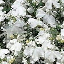 White Lobelia Regatta Flowers Seeds Heirloom Non GMO High Germination Organic Garden Seeds Seeds for Planting Colorful O