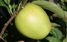 crispin mutsu green apple fruit for planting ideal organic tree cultivation Fruit seeds