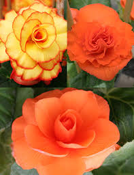 Orange Begonia Flower Seeds