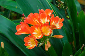 Orange Green Clivia Flower Seeds