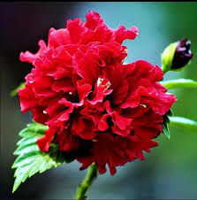 Double Balsam Flower Seeds - Heirloom, Non-GMO, High Germination Flower Seeds for Planting