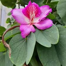 Pink Bauhinia Flower Flower Seeds - Heirloom Non GMO High Germination Organic Garden Planting Seeds