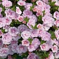 Pink Calibrachoa Flower Seeds