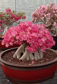 Adenium Flower Seeds Planting and Growing Easy Grow Blossoms Home Garden Decoration Seeds for Planting Heirloom Non-GMO