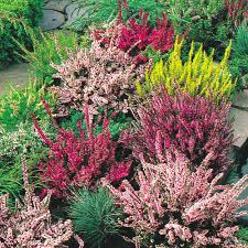 Mixed Calluna Vulgaris Flower for Planting Heirloom Non-GMO High Germination Organic Garden Colorful Blooms Seeds - He
