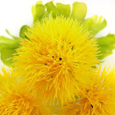Yellow Dandelion Flowers Seeds Heirloom Non GMO High Germination Organic Garden Seeds for Colorful Seeds for Planting -