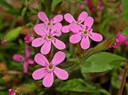 Pink Saponaria Flower Seeds Heirloom - Heirloom Non GMO Premium Garden Seeds for Planting, High Germination Outdoor Plan