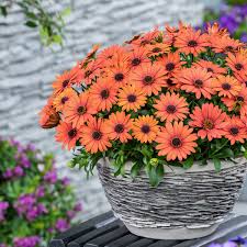 Orange Daisy Osteospermum Flower Seeds - Heirloom Non GMO High Germination Premium Flower Seeds for Home Garden