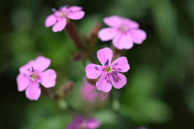 Pink Saponaria Flower Seeds