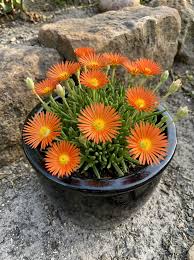 Orange Delosperma Flower Seeds