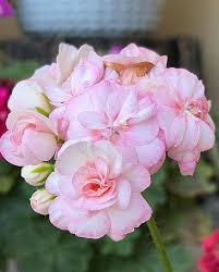 Pink Light Apple Geranium Flower Seeds