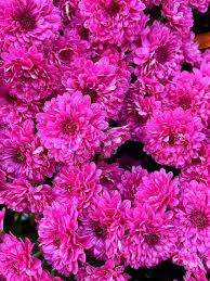 Pink Chrysanthemum Flower Seeds Exotic Flowering Plants Colorful Backyard Beauty Seeds for Planting - Heirloom Non GMO H