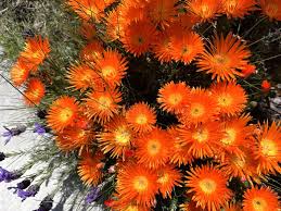 Orange Delosperma Flower Seeds for Planting Heirloom Non-GMO High Germination Organic Garden Seeds Colorful Blooms -